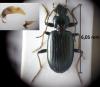 Bembidion tibiale